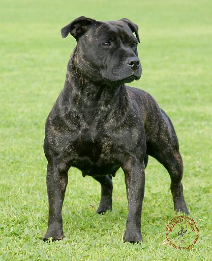 Staffordshire Bull Terrier 9K094D-17.JPG